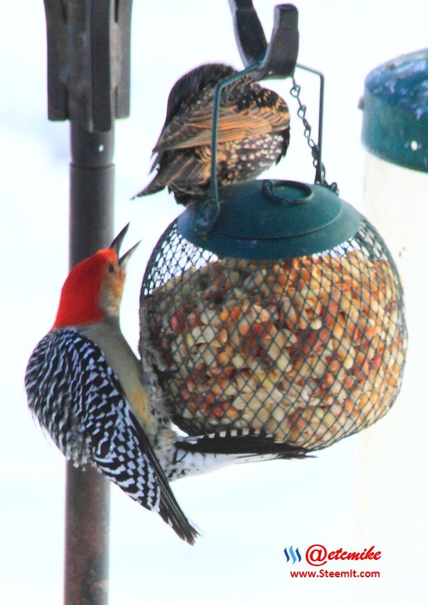 Red-bellied woodpecker European Starling PFW10_0406.JPG