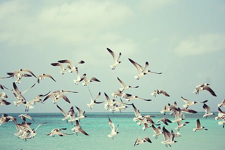 seagulls-beach-bird-birds-thumb.jpg