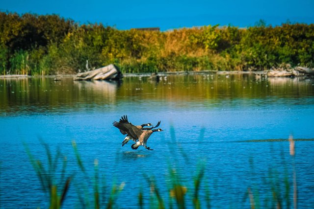 Canada goose.jpg