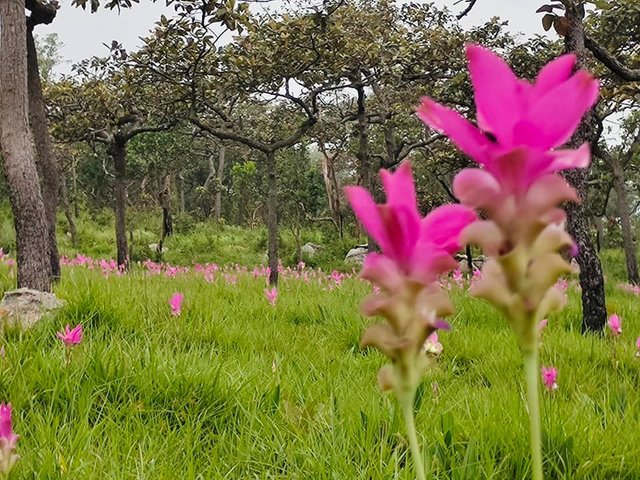 Chaiyaphum64.jpg