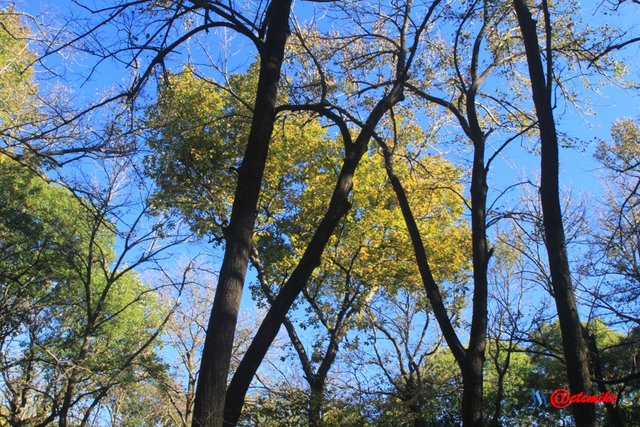 fall colors trees fontenelle forest landscape Fall0050.JPG