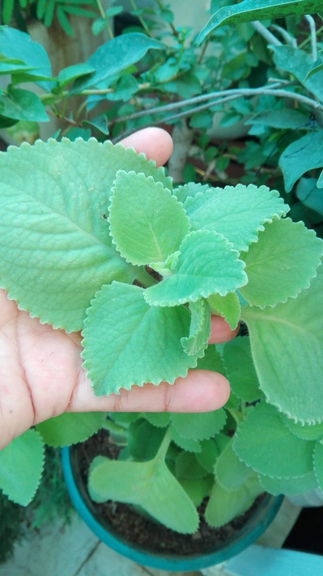 Llego La Hora Del Te Oregano Orejon Beneficios Y Propiedades