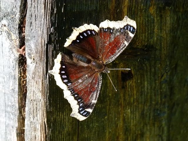 butterfly-56358__480.jpg