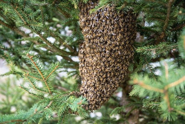 swarm-of-bees-7996582_640.jpg