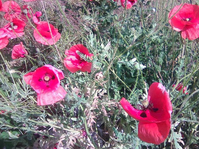 Photo0070.jpg