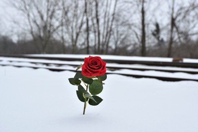 red-rose-in-snow-3198661_1280.jpg