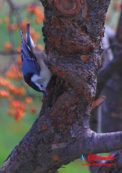 White-breasted Nuthatch PFW005.jpg