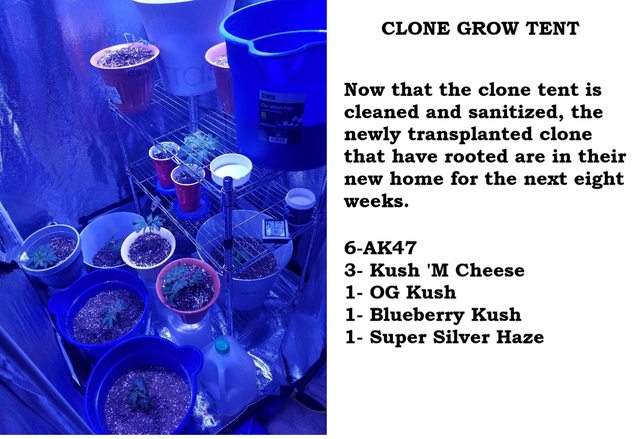 clone tent 1.png