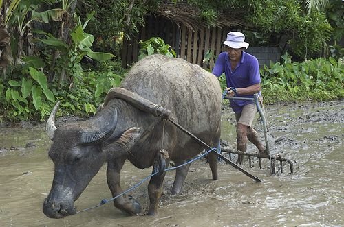 Uniquely Filipino, the Philippine water buffalo (carabao).jpeg