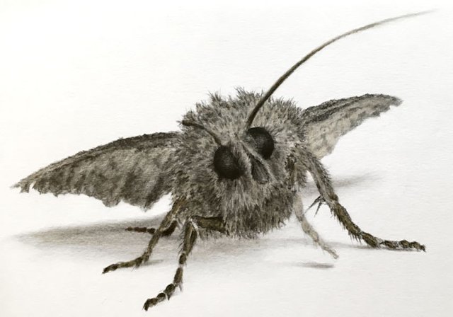 moth-graphite-drawing.jpg