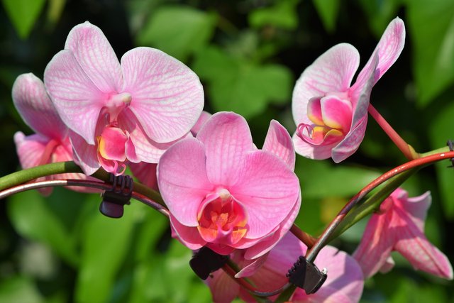 orchids-3392819_1280.jpg
