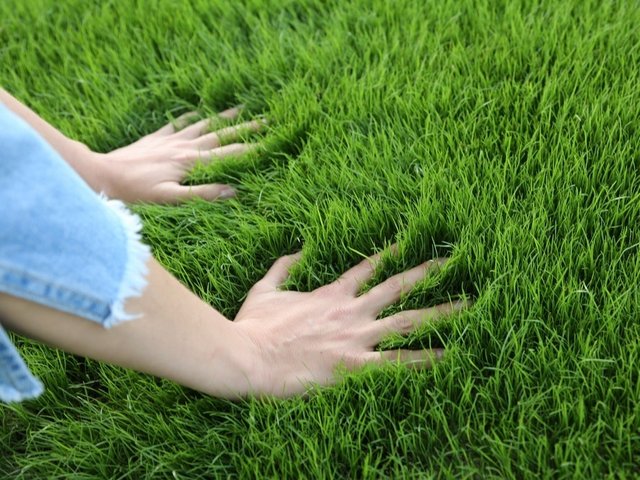 Artificial Grass for a Perfect Lawn.jpg