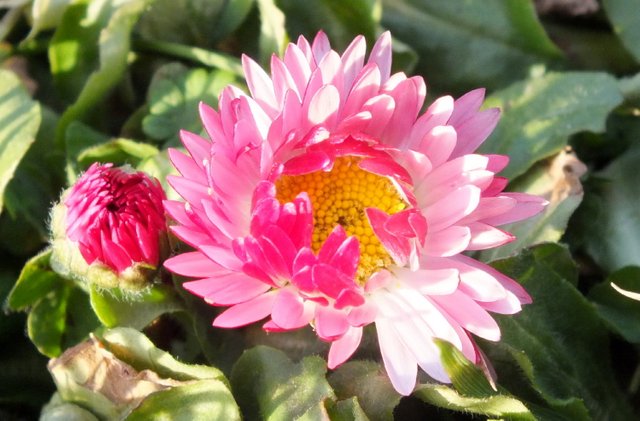 0932-Pink-Daisy.jpg