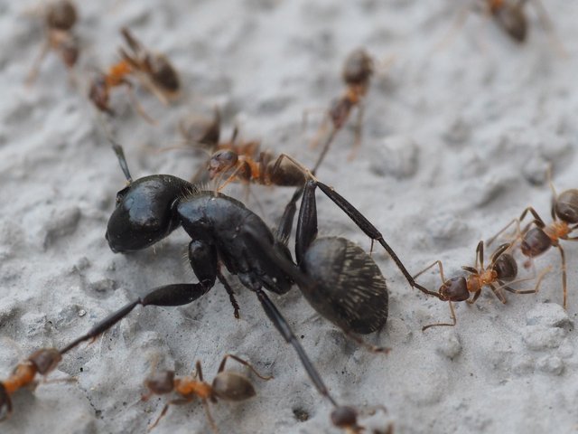 ants-2570360_1280.jpg