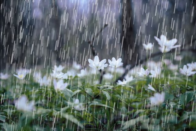 raindrops-plants-smell.jpg.653x0_q80_crop-smart.jpg