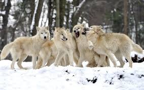 pack of wolves.jpg