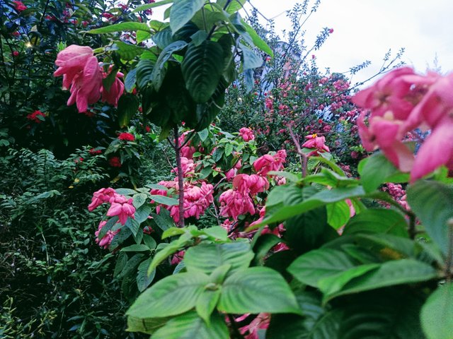 IMG_20250713_184324.jpg