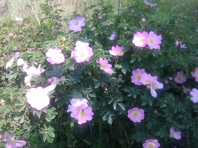 Photo0068.jpg