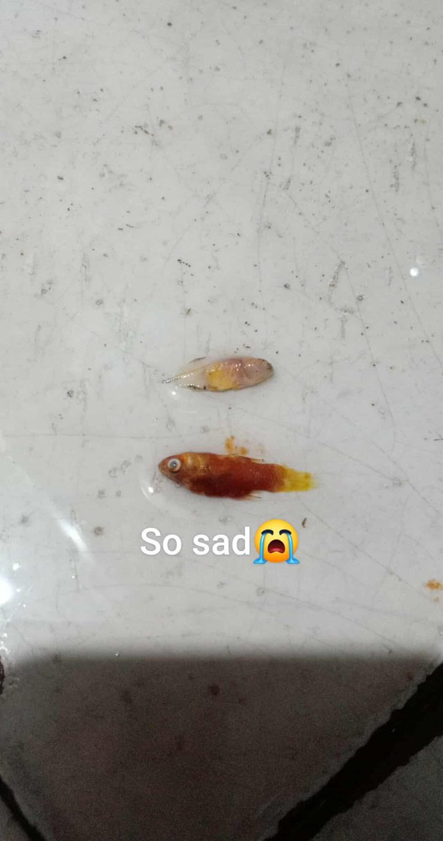 received_4257456401144127.jpeg