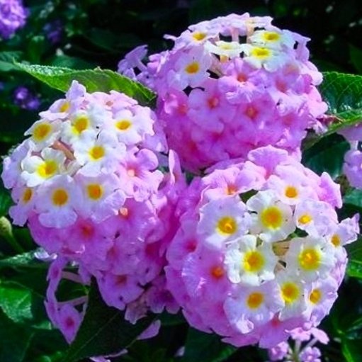 IMG_20180525_052220.jpg