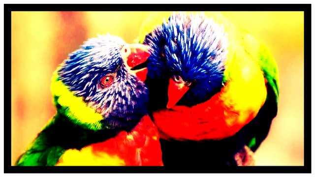 Colorful-birds-Parrots-Hd-Wallpaper-1920x1080.jpg