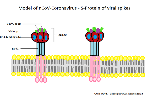 Virus Membran Schema Gp41 und CD Rezeptor v1 v2 v3 loop Beschriftung Model nCoV ncov Transmembran.png