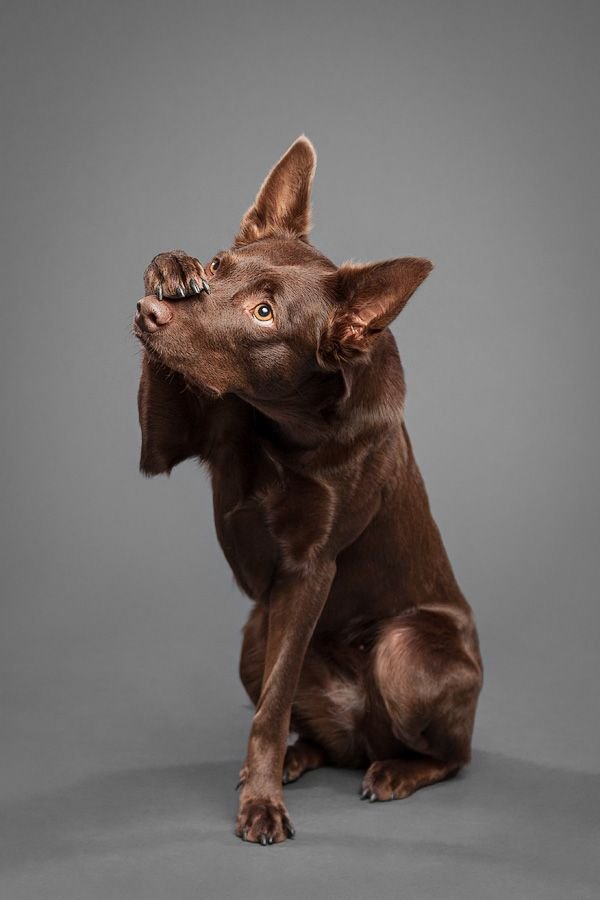 Brown Australian Kelpie_.jpeg