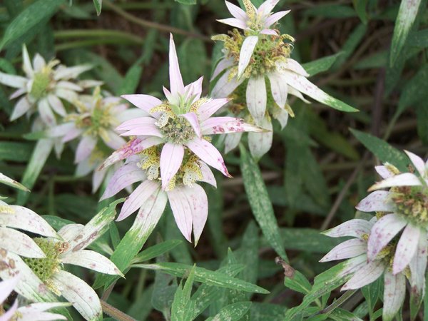 New Herb - Row 3, spotted bee balm2 crop September 2019.jpg