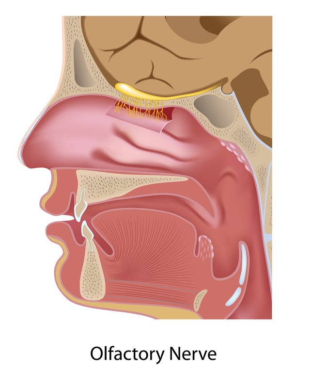 cribriform-plate-1.jpg