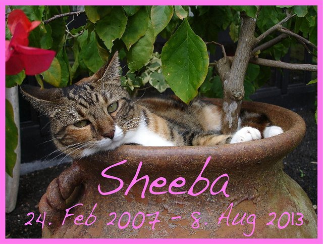 Sheeba 08-08-2013.jpg