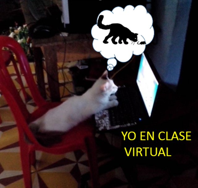 GATO CLASES.png