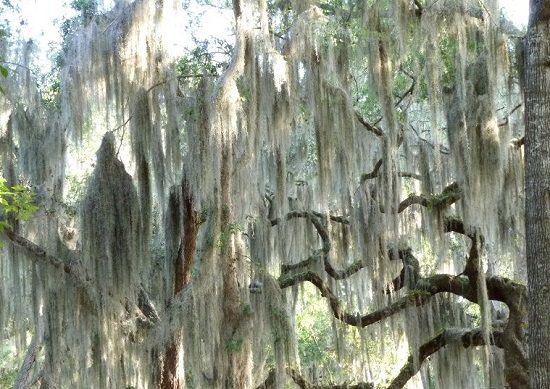 how-to-grow-spanish-moss.jpg