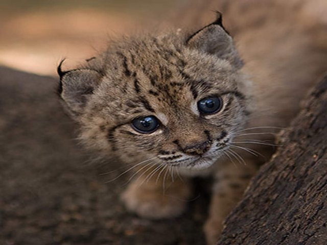 csm_350-1-Iberischer-Luchs-c--Iberian-Lynx-Ex-situ-Conservation-Program-www_71e343c05a.jpg