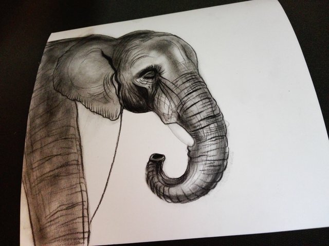 Elephant(366).jpg