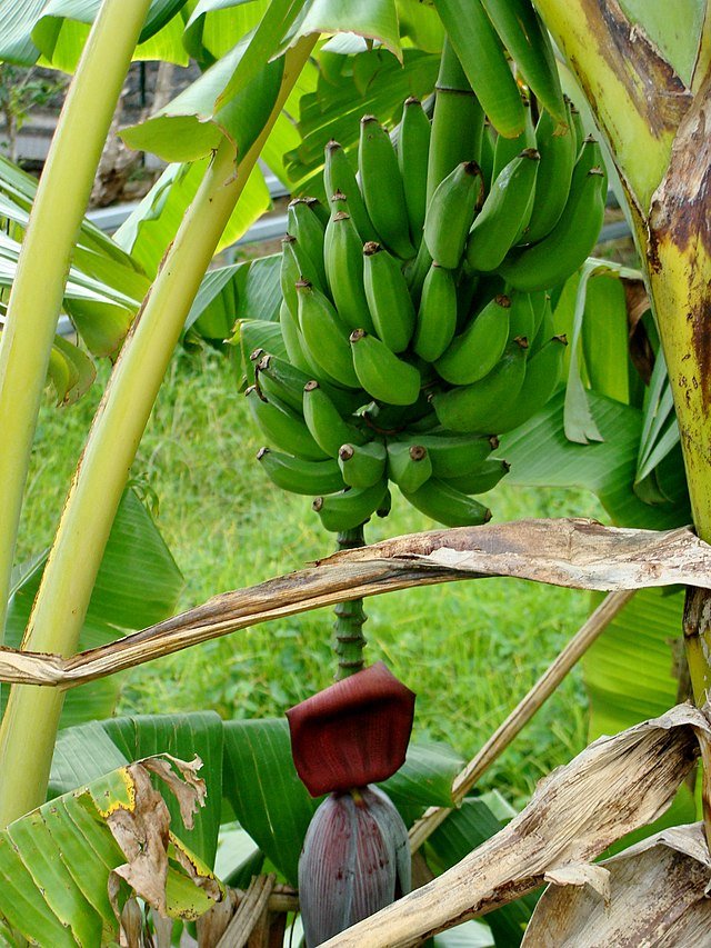 640px-Banana_three_in_Réunion.jpg