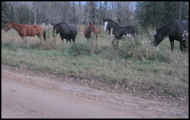 5 of Jeremys horses checking us out at fence.JPG