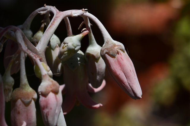 Cotyledon undulata flower buds macro.jpg