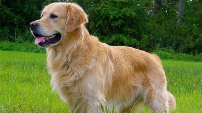 -perro-Golden-Retriever.jpg