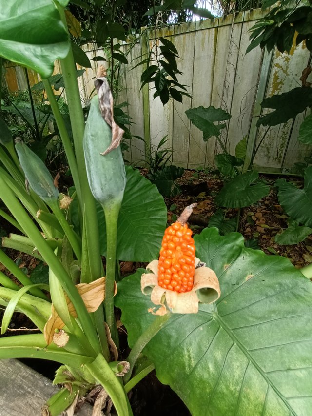 4 Alocasia odora Asian Taro.jpg