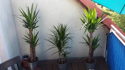 palmebalkon.jpg