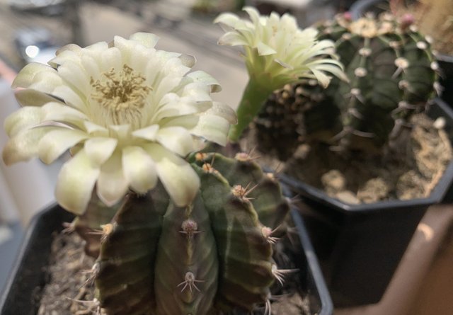 cacti27.jpg