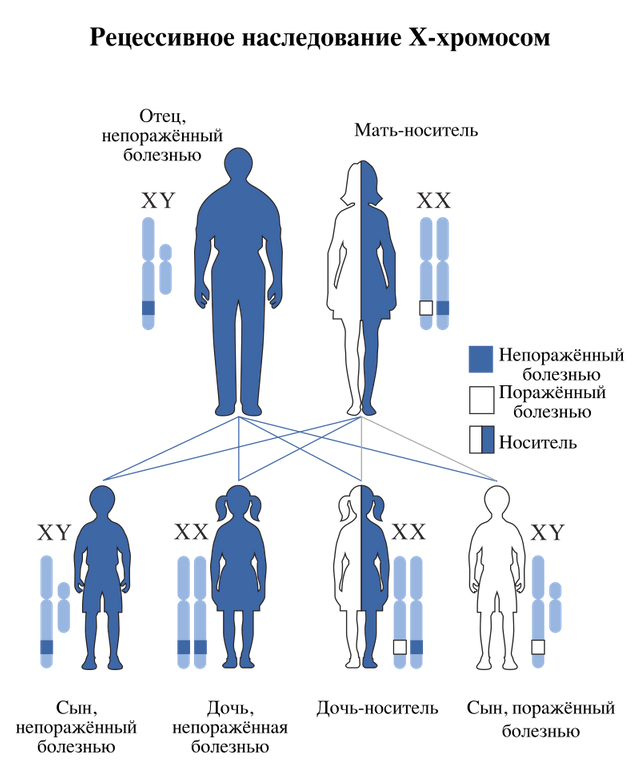 800px-X-linked_recessive-ru.svg.png