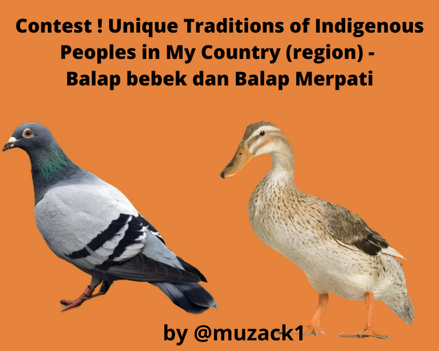 Contest ! Unique Traditions of Indigenous Peoples in My Country (region) - Balap bebek dan Balap Merpati.png