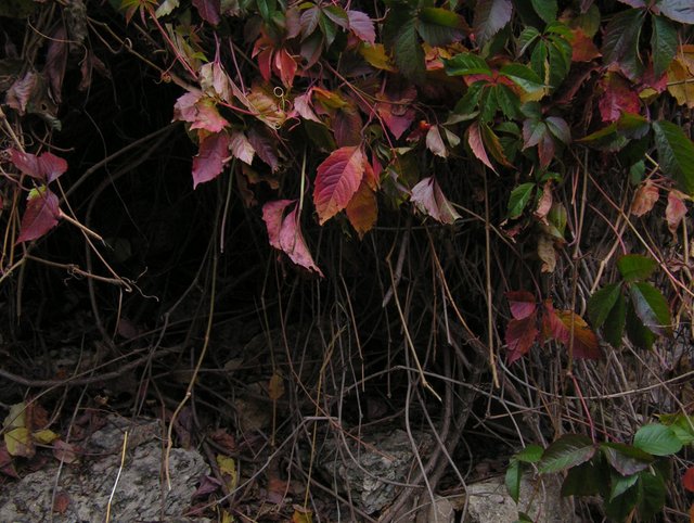 PICT0030_cr.jpg