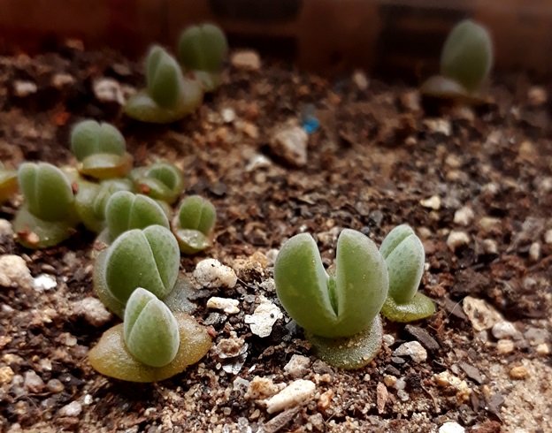 Cheiridopsis glomerata seedlings.jpg