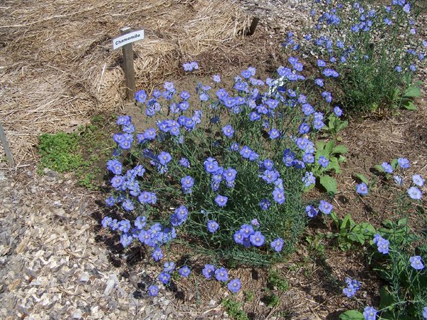 New Herb garden - blue flax crop May 2018.jpg