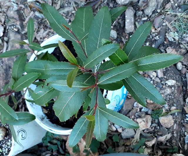 catha edulis.jpg