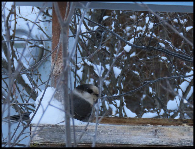 grey jay at bird feeder.JPG