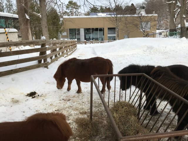 ponies in Sapporo zoo