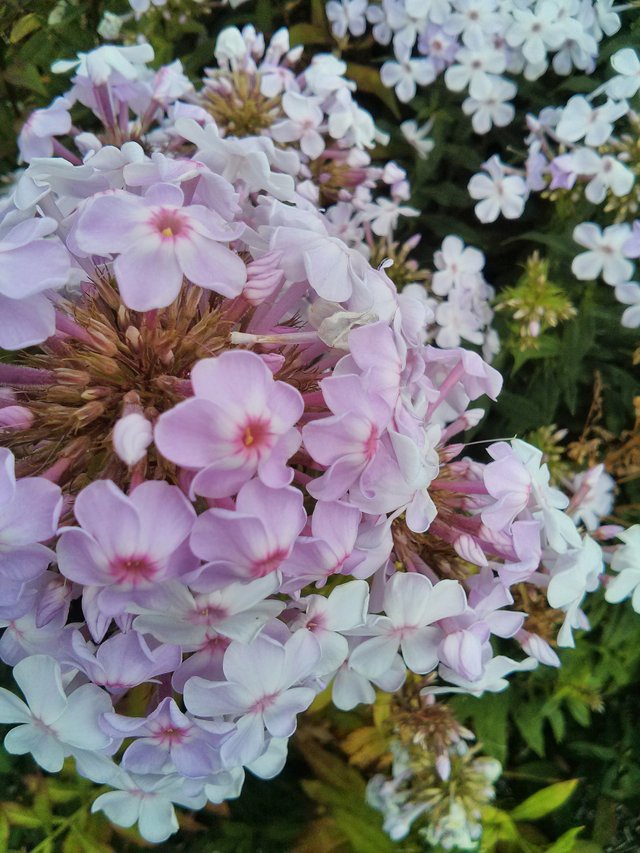 pale pink flowers.jpg